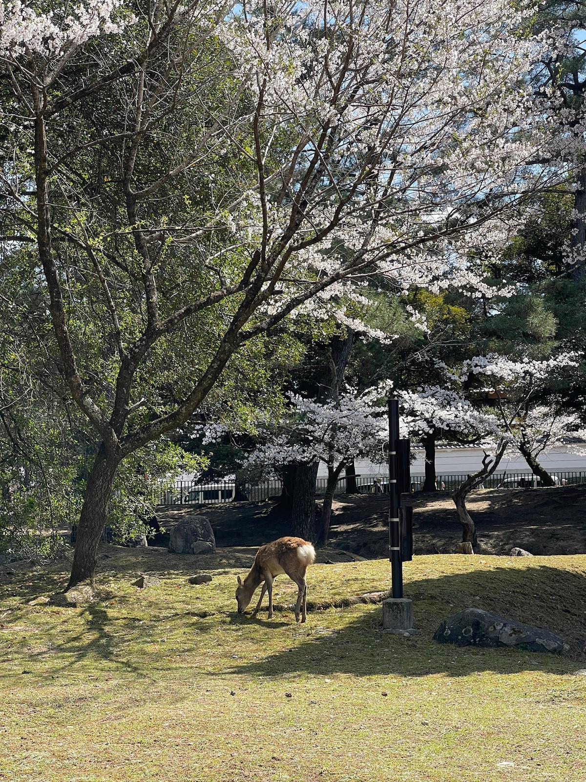 Nara 1