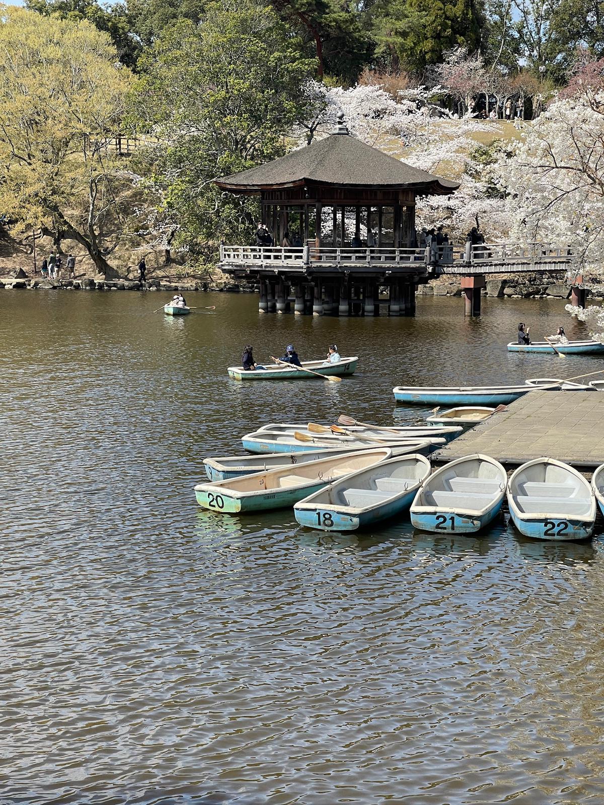 🦌 Nara - Photo 6
