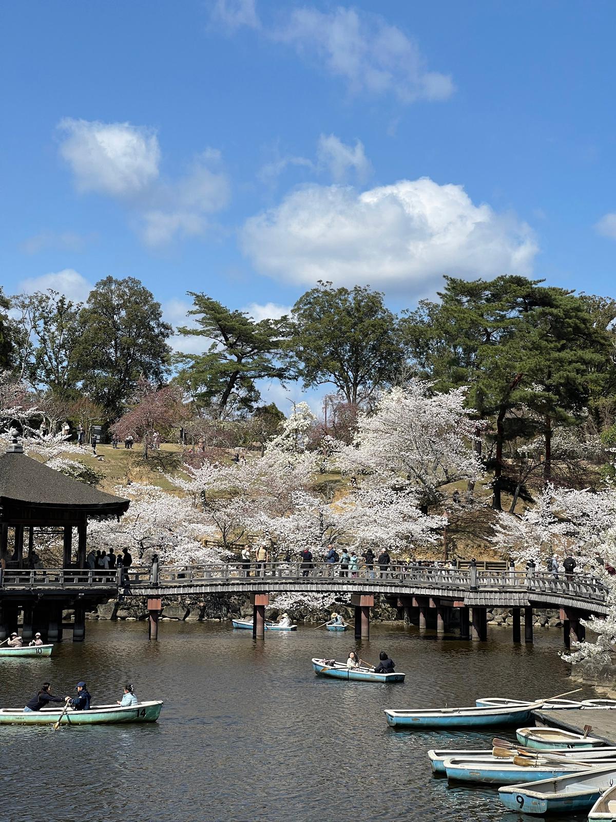 🦌 Nara - Photo 7